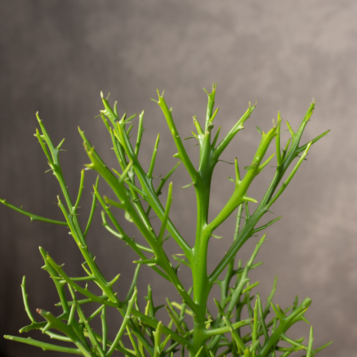 Euphorbia x lambinoniana | Tomaszewski