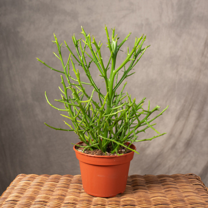Euphorbia x lambinoniana | Tomaszewski