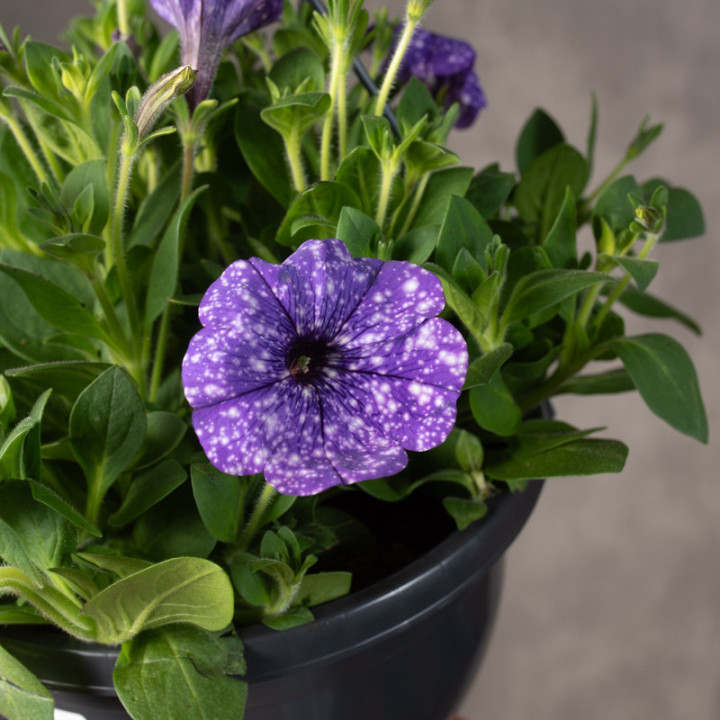 Petunia nakrapiana | Tomaszewski