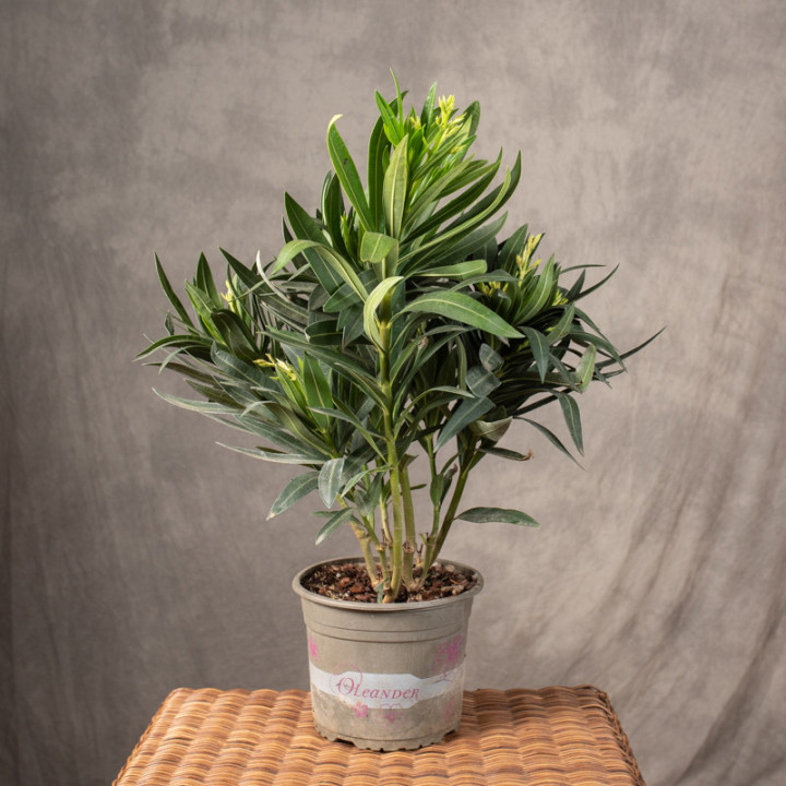 Oleander | Tomaszewski