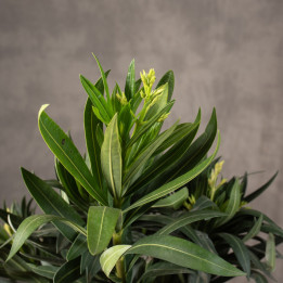 Oleander | Tomaszewski