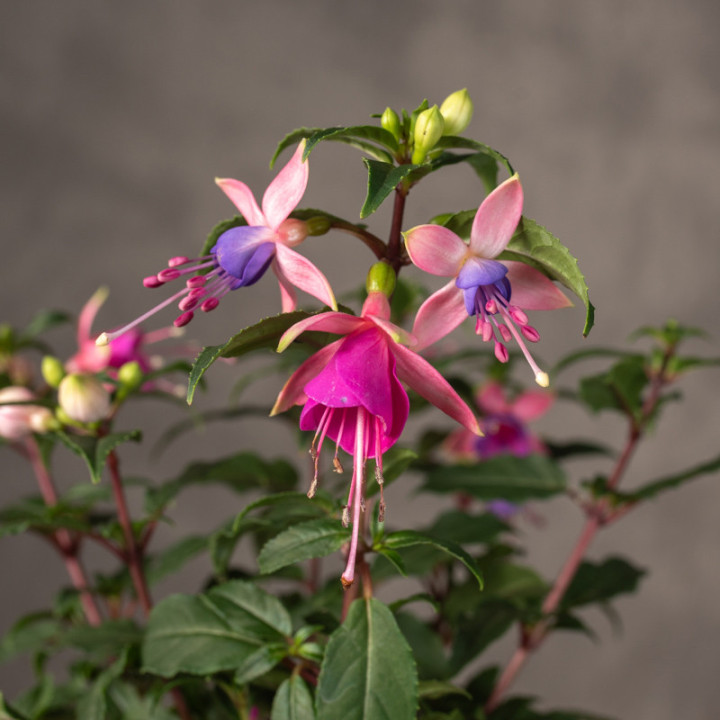 Fuksja 'Bella Fuchsia Mariska' | Tomaszewski
