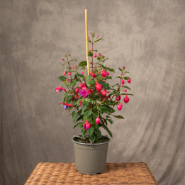 Fuksja 'Bella Fuchsia Susanna' | Tomaszewski