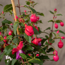 Fuksja 'Bella Fuchsia Susanna' | Tomaszewski