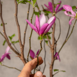Magnolia 'Susan' | Tomaszewski