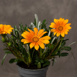 Gazania lśniąca 'Gelbe Jupiter'