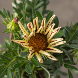 Gazania lśniąca 'Kiss White' | Tomaszewski