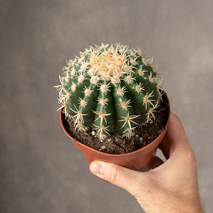 Echinocactus grusonii var. brevispinus | Tomaszewski
