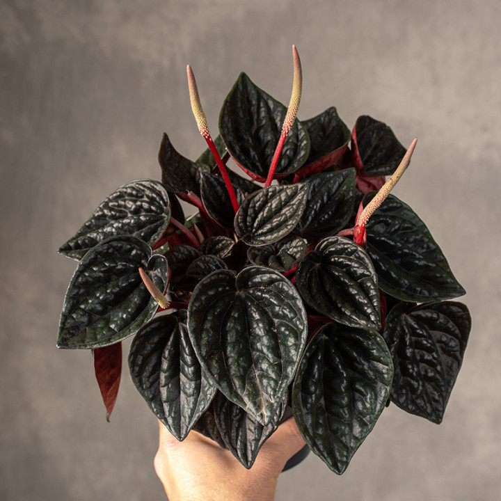 Peperomia kędzierzawa 'Rojo Grande' | Tomaszewski