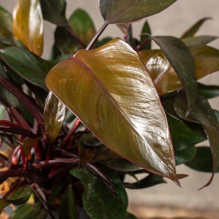 Filodendron 'Paladino Purple' | Tomaszewski