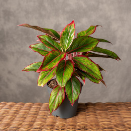 Aglonema 'Jungle Red' | Tomaszewski