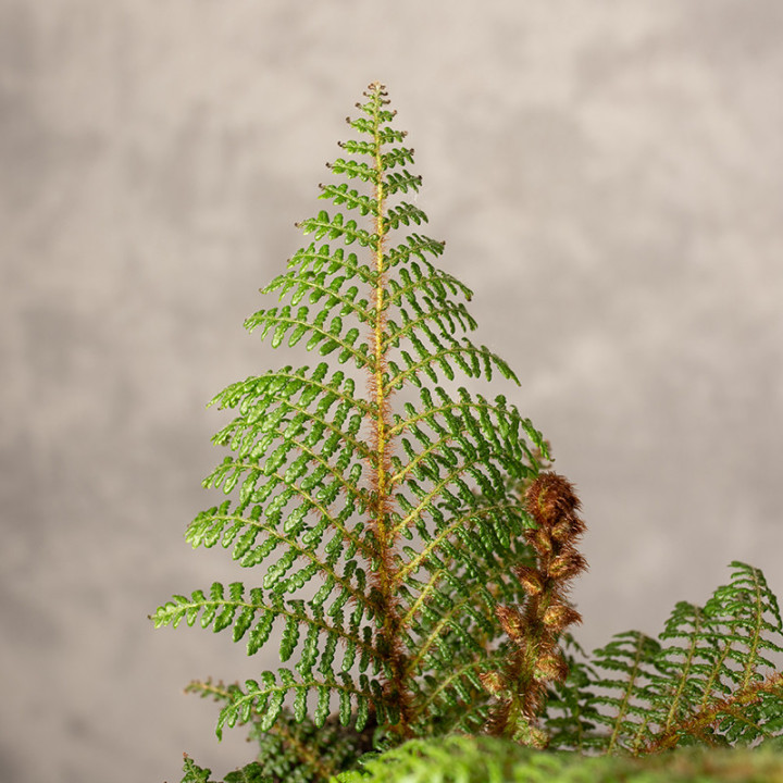 Cyathea tomentosissima 'Highland Lace' | Tomaszewski