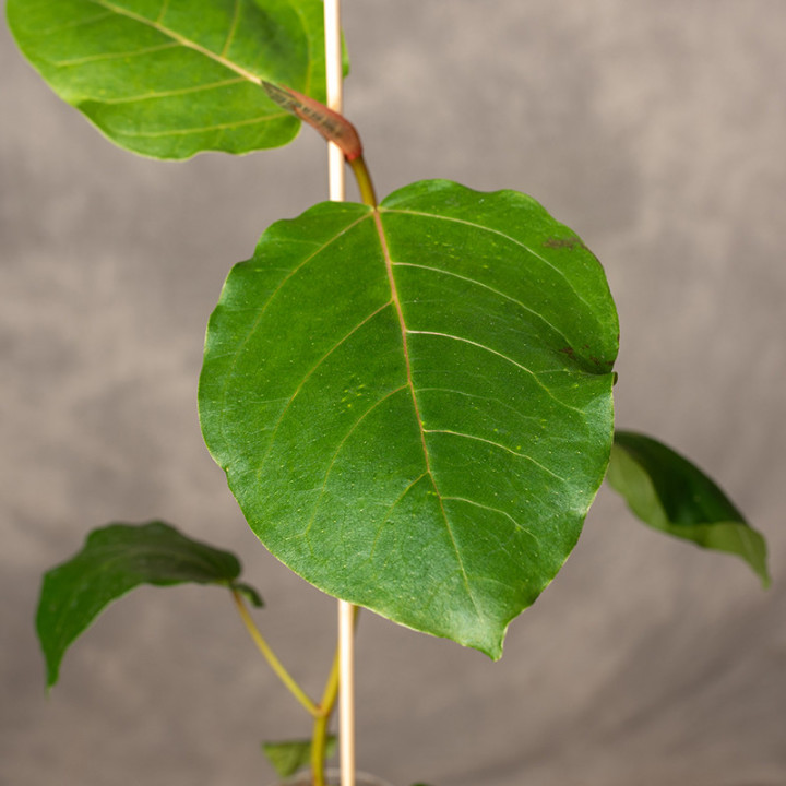 Ficus dammaropsis | Tomaszewski