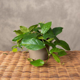 Ficus sagittata | Tomaszewski