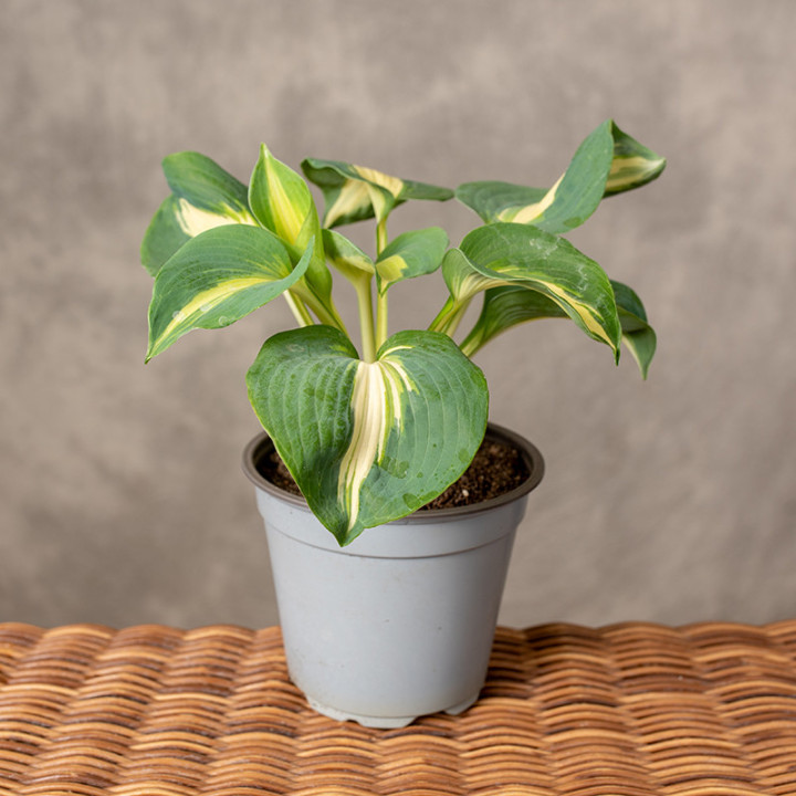 Hosta Mix | Tomaszewski