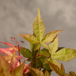 Klon palmowy Bonsai | Tomaszewski