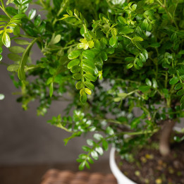 Żółtodrzew pieprzowy Bonsai | Tomaszewski