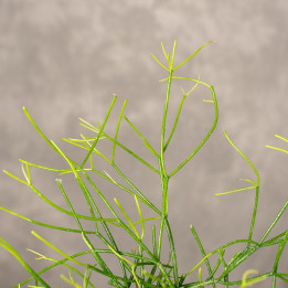 Rhipsalis 'Easy Sweety' I Wiszący | Tomaszewski