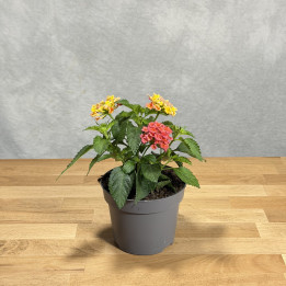 Lantana 'Shamrock Rose Gold' | Tomaszewski