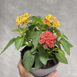 Lantana 'Shamrock Rose Gold' | Tomaszewski