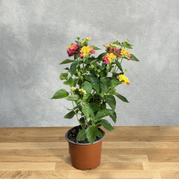 Lantana pospolita 'Havana Red'