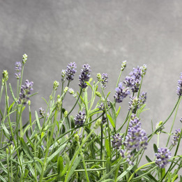 Lawenda wąskolistna 'Essence Purple' | Tomaszewski