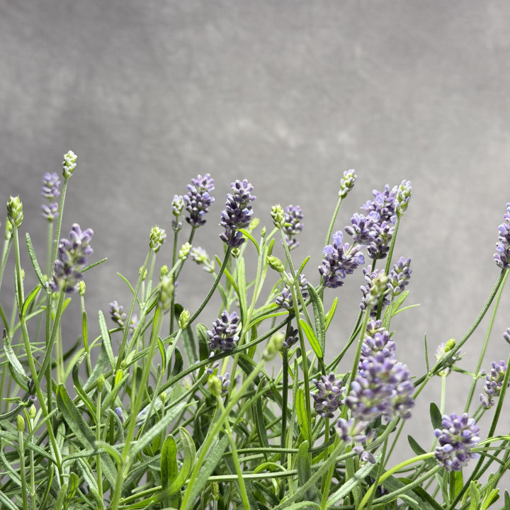 Lawenda wąskolistna 'Essence Purple' | Tomaszewski