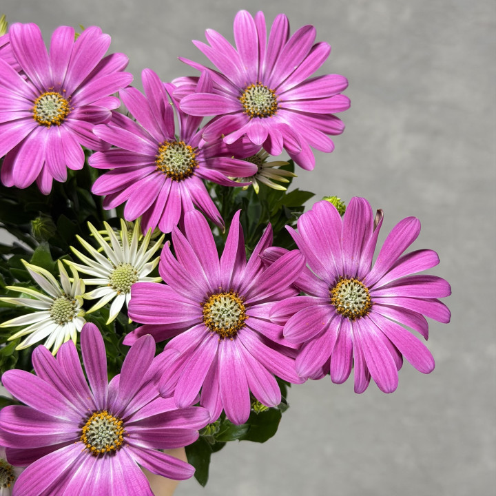 Stokrotka afrykańska 'FlowerPower Pink Orbit' | Tomaszewski