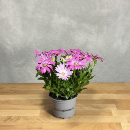 Stokrotka afrykańska 'FlowerPower Pink Orbit' | Tomaszewski