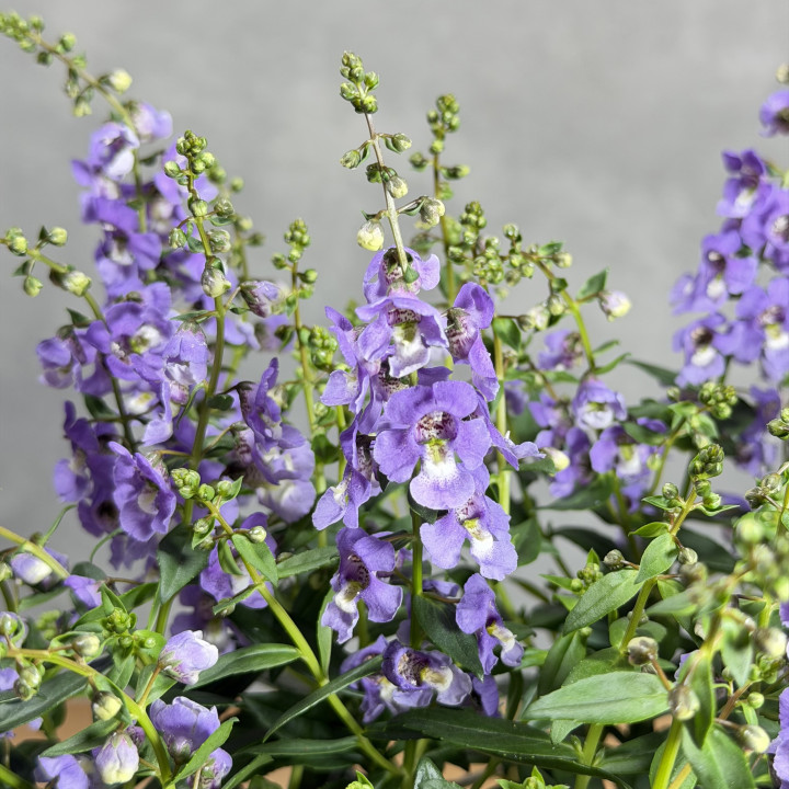 Angelonia wąskolistna | Tomaszewski