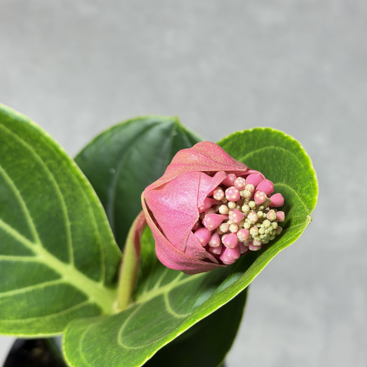 Medinilla wspaniała 'Lambada' | Tomaszewski