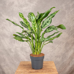 Aglaonema 'Maria' | Tomaszewski