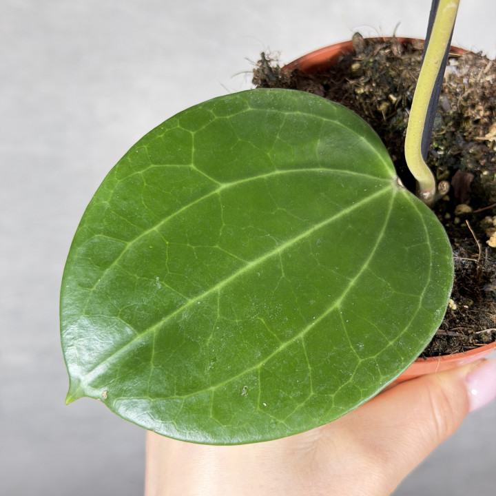 Hoya latifolia 'Green' | Tomaszewski