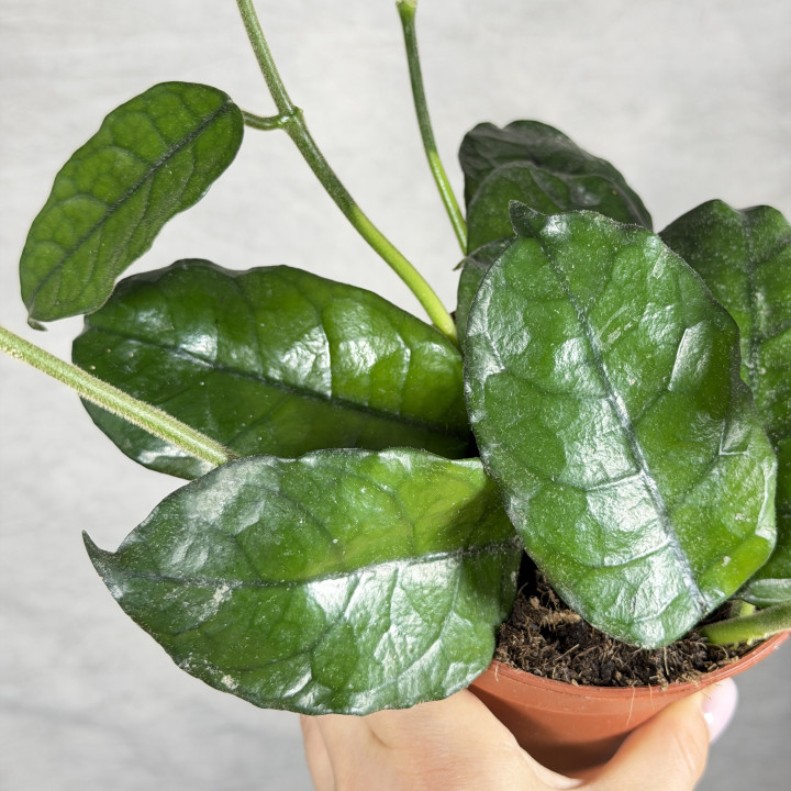 Hoya villosa | Tomaszewski