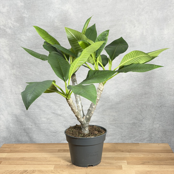 Plumeria 'Hawaiian Opal Pink' | Tomaszewski