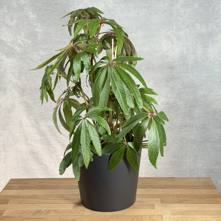 Begonia luxurians | Tomaszewski