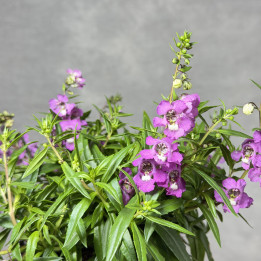 Angelonia wąskolistna 'Serena Lavender' | Tomaszewski