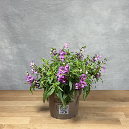 Angelonia wąskolistna 'Serena Lavender' | Tomaszewski