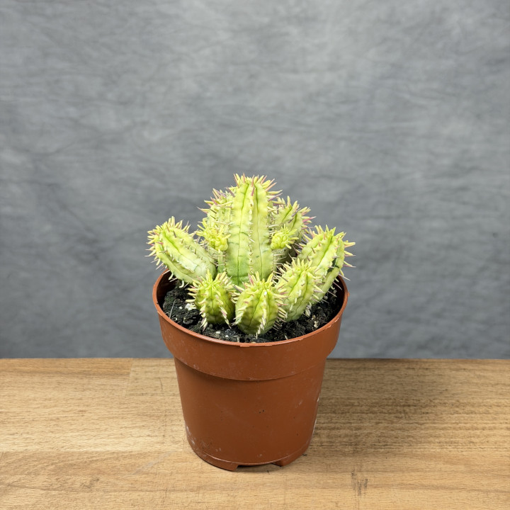 Euphorbia aggregata 'Variegata' | Tomaszewski