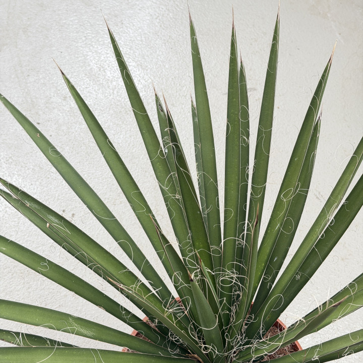 Yucca filifera | Tomaszewski