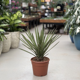 Yucca filifera | Tomaszewski