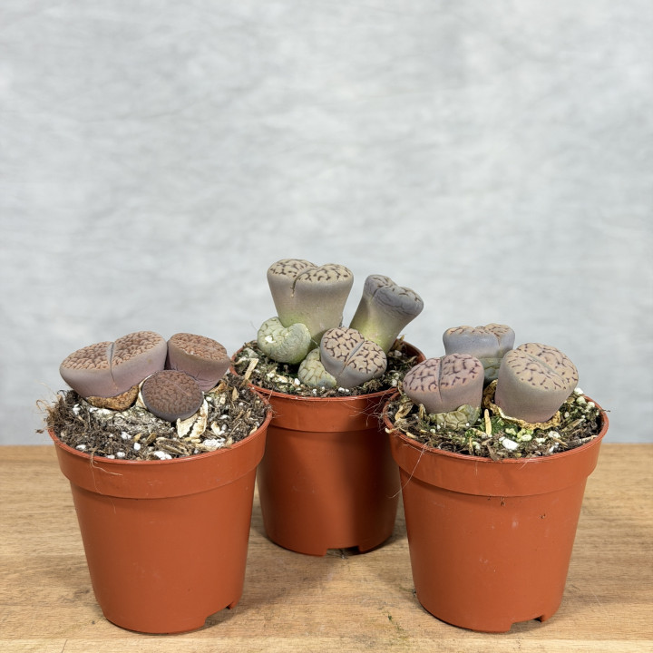 Lithops – żywe kamienie, sukulent doniczkowy | Tomaszewski