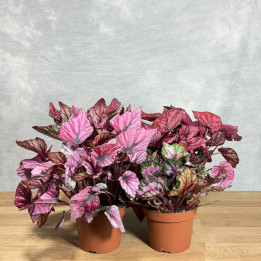 Begonia królewska – roślina doniczkowa | Tomaszewski