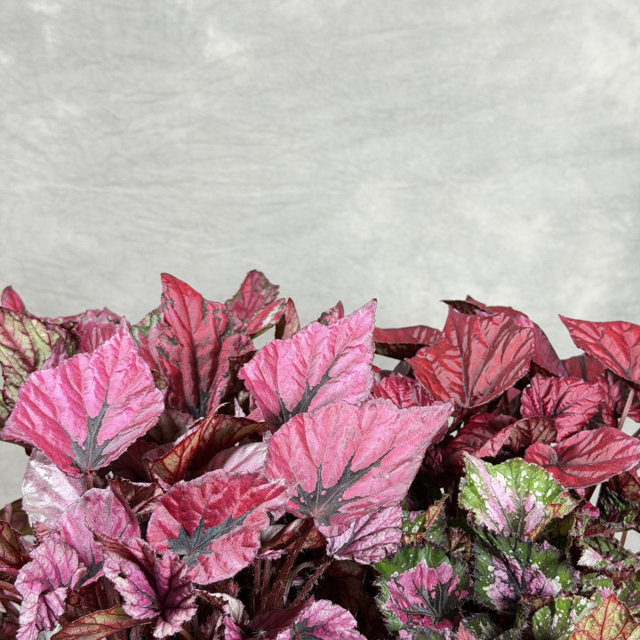 Begonia królewska – roślina doniczkowa | Tomaszewski