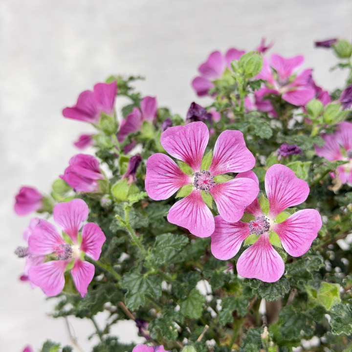 Anisodontea przylądkowa — roślina tarasowa | Tomaszewski