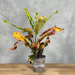 Kroton Codiaeum 'Mammi' w doniczce 13 cm | Tomaszewski