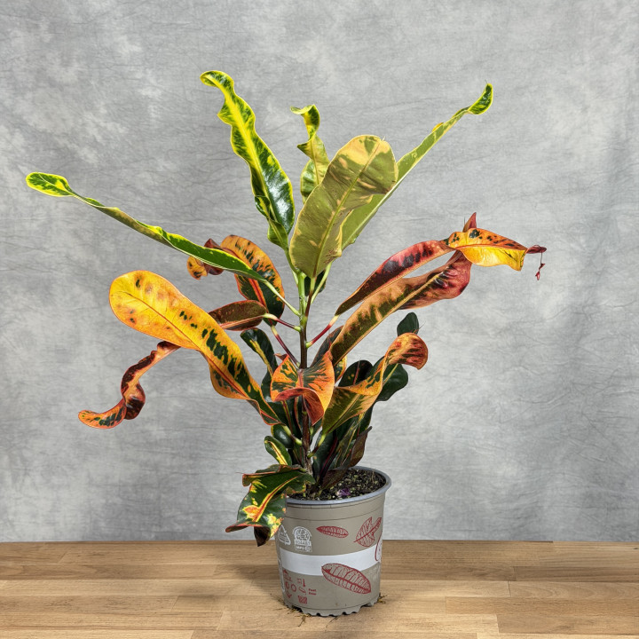 Kroton Codiaeum 'Mammi' w doniczce 13 cm | Tomaszewski