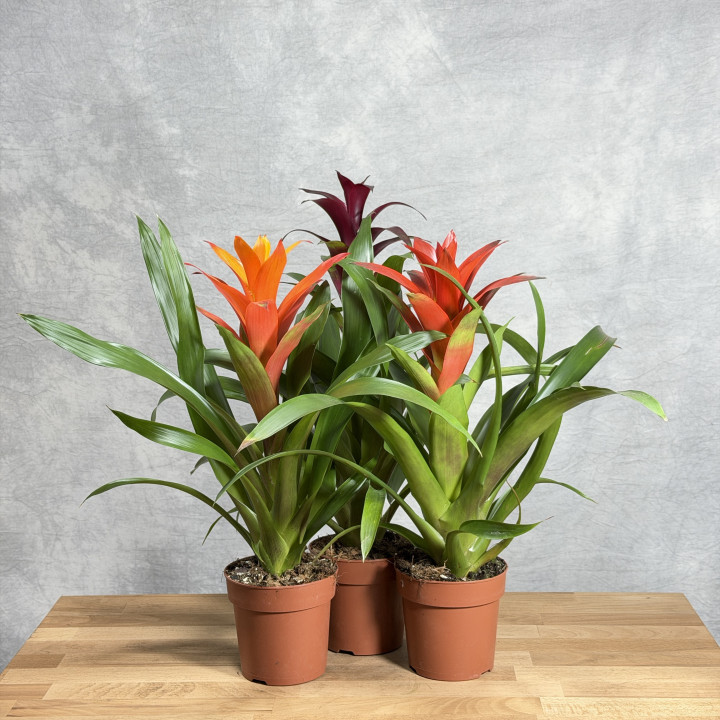 Guzmania mix kolorów — wys. 50cm, donica 12cm | Tomaszewski