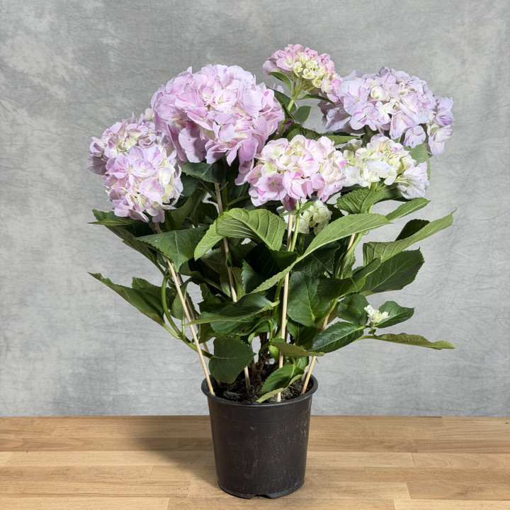 Hortensja 'Sweet Fantasy Violet' – Hydrangea macrophylla | Tomaszewski