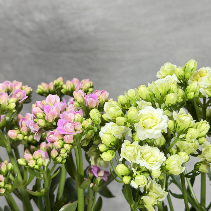 Kalanchoe 'Sunny' w doniczce 14 cm — kremowa lub różowa | Tomaszewski